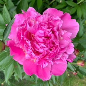 Meet your Posher, Claire